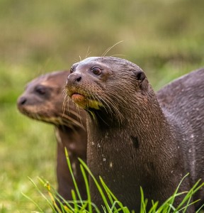 YWP 2020Giant Otters up close-1-dr-ywp