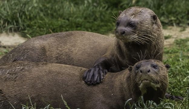 Giant otters at Yorkshire Wildlife Park enjoy a refreshing dip as they celebrate World Otter Day