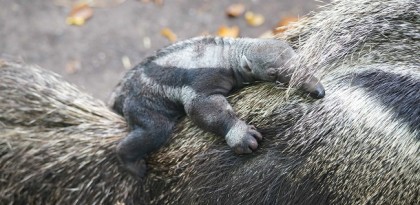 Keepers Welcome Animal ‘A’ Team