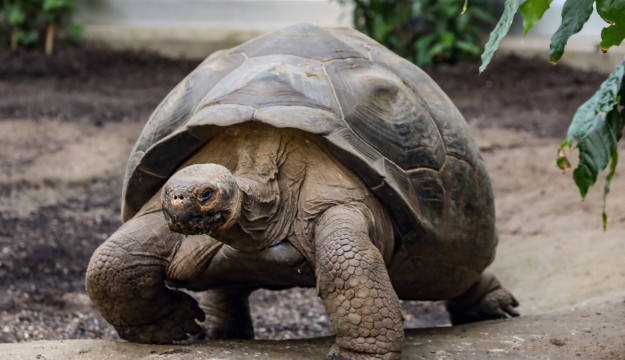 Race you home!  Giant tortoises walk across London Zoo in epic house move