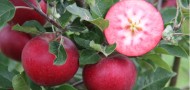 ‘Snow White’ apples and confident colour will abound in 2022, predicts RHS