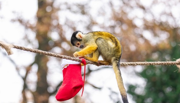 Monkeying around the Christmas tree