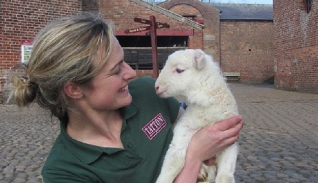 First spring lamb arrives at Tatton Park’s Farm