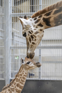 Giraffe Newborn 2022 11