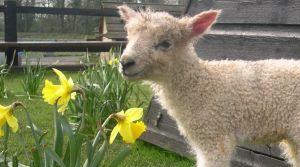 Baa-rmy about lambs? Come and see the newborns in Lambing Week