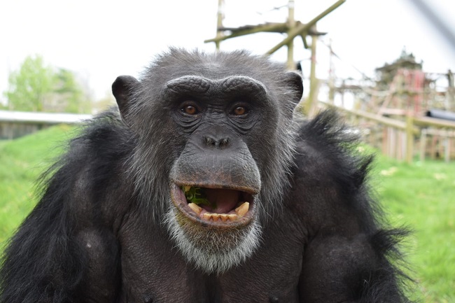 Monkey World - Coach Tours UK