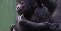 Double joy for London Zoo’s gorilla troop with second birth
