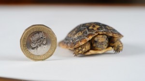 Critically Endangered Pancake Tortoise Born at Longleat