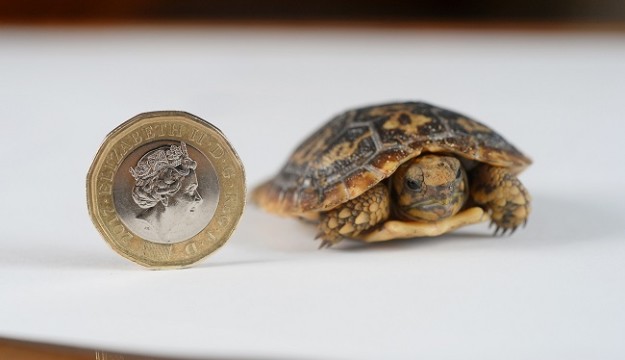 Critically Endangered Pancake Tortoise Born at Longleat