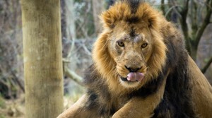 Go #WildatHome this half term with London and Whipsnade Zoos