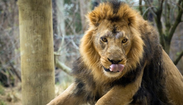 Go #WildatHome this half term with London and Whipsnade Zoos