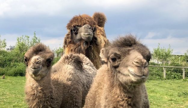 Double Baby Camel arrival at Yorkshire Wildlife Park