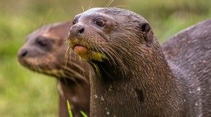 Yorkshire Wildlife Park picks up another prestigious accolade