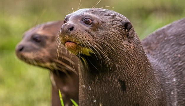 Yorkshire Wildlife Park support charity appeal