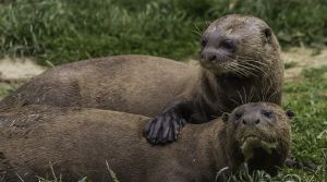 Giant otters at Yorkshire Wildlife Park enjoy a refreshing dip as they celebrate World Otter Day