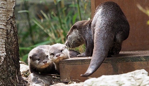 Otterly adorable