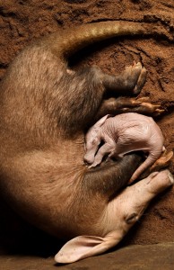 Baby aardvark curled up with mum at Longleat