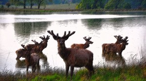 Tatton Park receives lifeline grant from Government’s £1.57bn Culture Recovery Fund