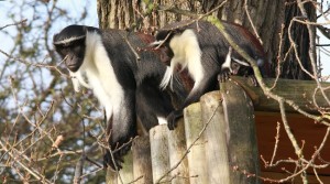 Award-winning Yorkshire Wildlife Park names critically endangered new baby Roloway monkey Kumasi, the first of its kind in the UK