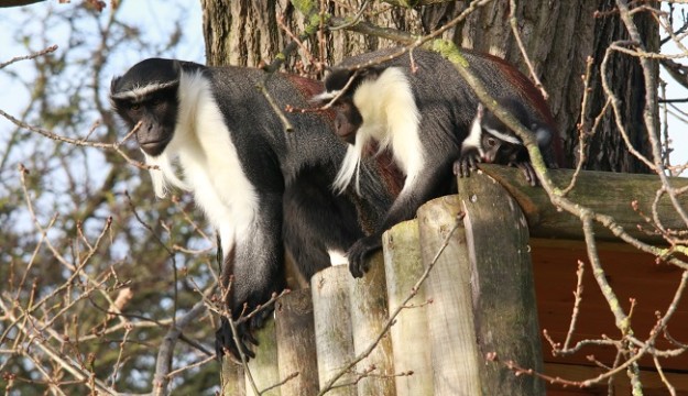 Award-winning Yorkshire Wildlife Park names critically endangered new baby Roloway monkey Kumasi, the first of its kind in the UK