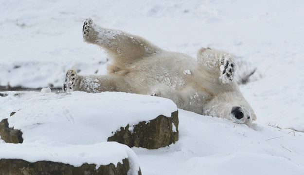 Animals at Yorkshire Wildlife Park enjoy a snow day