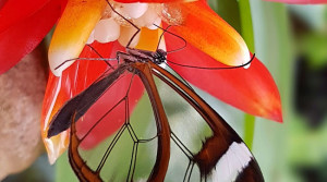 Stunning butterflies bred specially for the re-opening of Stratford Butterfly Farm!