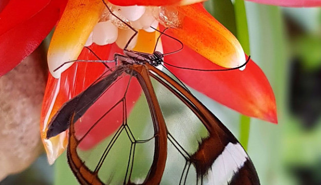 Stunning butterflies bred specially for the re-opening of Stratford Butterfly Farm!