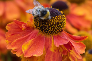 Helenium 'Sahin's Early Flowerer' with bee