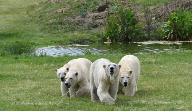 Summer 2021 is off to a sizzling start at Yorkshire Wildlife Park!