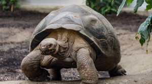 Race you home! Giant tortoises walk across London Zoo in epic house move