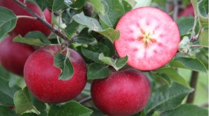 ‘Snow White’ apples and confident colour will abound in 2022, predicts RHS