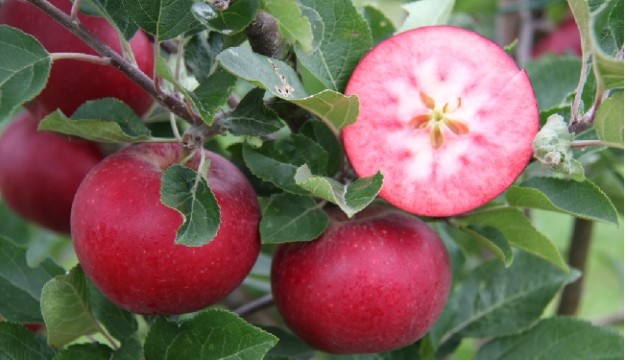 ‘Snow White’ apples and confident colour will abound in 2022, predicts RHS