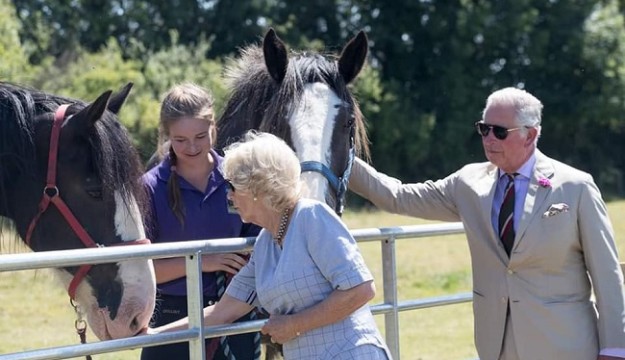 Dyfed Shire Horse Farm & Cole Tours