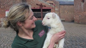 First spring lamb arrives at Tatton Park’s Farm