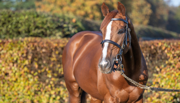 Champion stallion Stradivarius is star of National Stud Tours in 2023