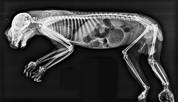 Bone-afide X-rays