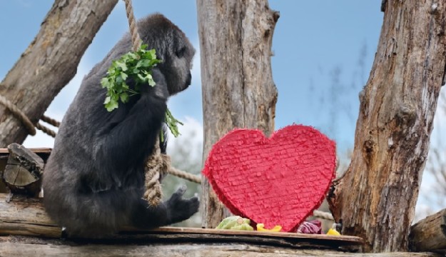 Love and Ape-preciation