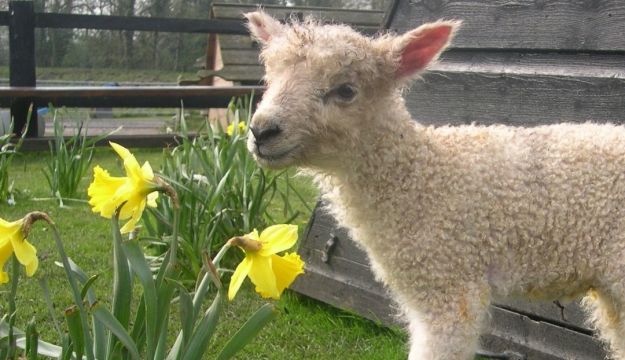 Baa-rmy about lambs? Come and see the newborns in Lambing Week