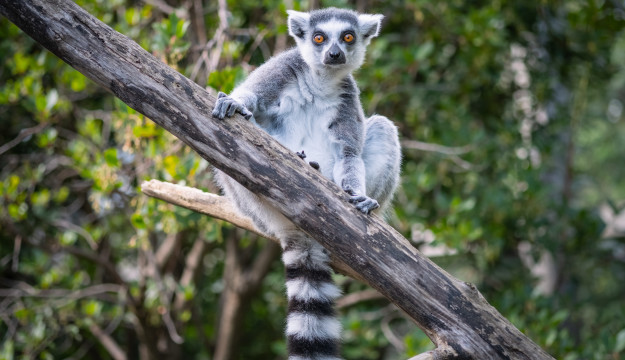 Family Festival at London Zoo