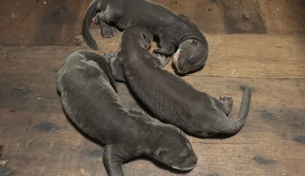 Yorkshire Wildlife Park celebrating the surprise arrival of rare Giant Otter triplets
