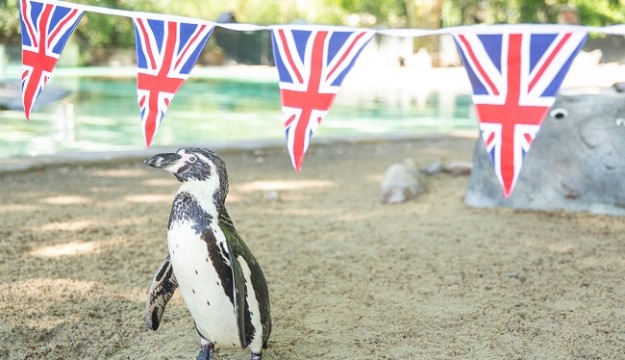 Celebrate the Coronation at London Zoo