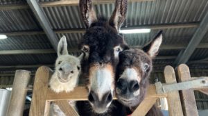 Visit the Award-Winning ‘Donkey Sanctuary’ this Winter