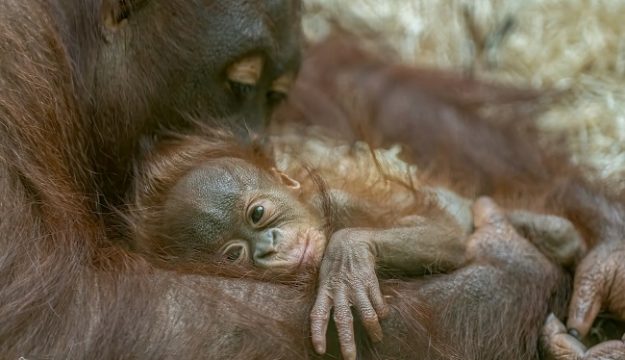 Public chooses ‘rare’ name for Blackpool Zoo’s baby orangutan