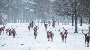 Tatton Park – A New Year Offer