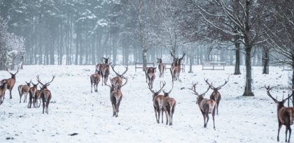 Tatton Park – A New Year Offer