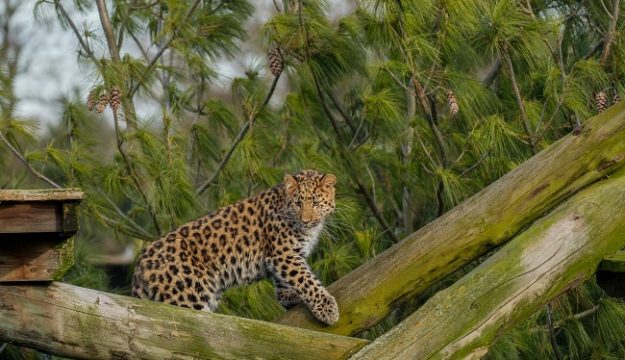 Yorkshire Wildlife Park