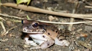 Secret Life of Reptiles and Amphibians at London Zoo