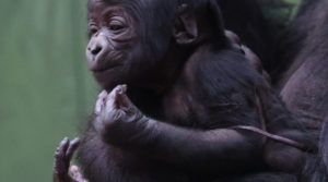 Double joy for London Zoo’s gorilla troop with second birth