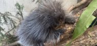 Physiotherapy saves spiky newborn at Blackpool Zoo