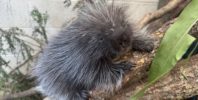 Daily physiotherapy saves spiky newborn at Blackpool Zoo